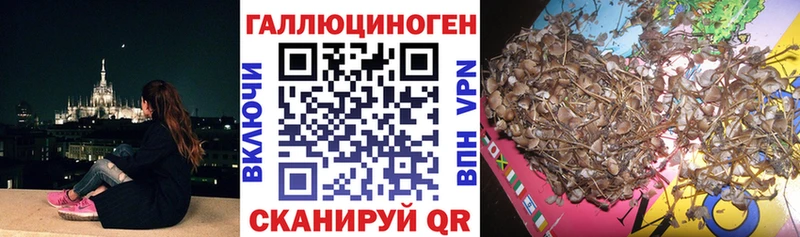 Псилоцибиновые грибы Psilocybine cubensis  Новокузнецк 